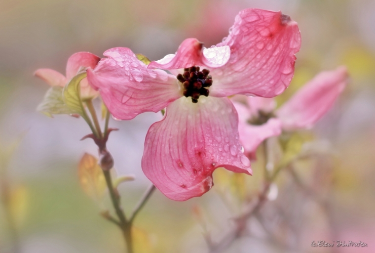 pink may blossoms